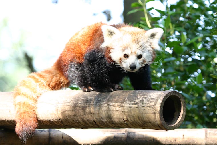 Red Panda in Lille Zoo