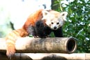 Red Panda in Lille Zoo